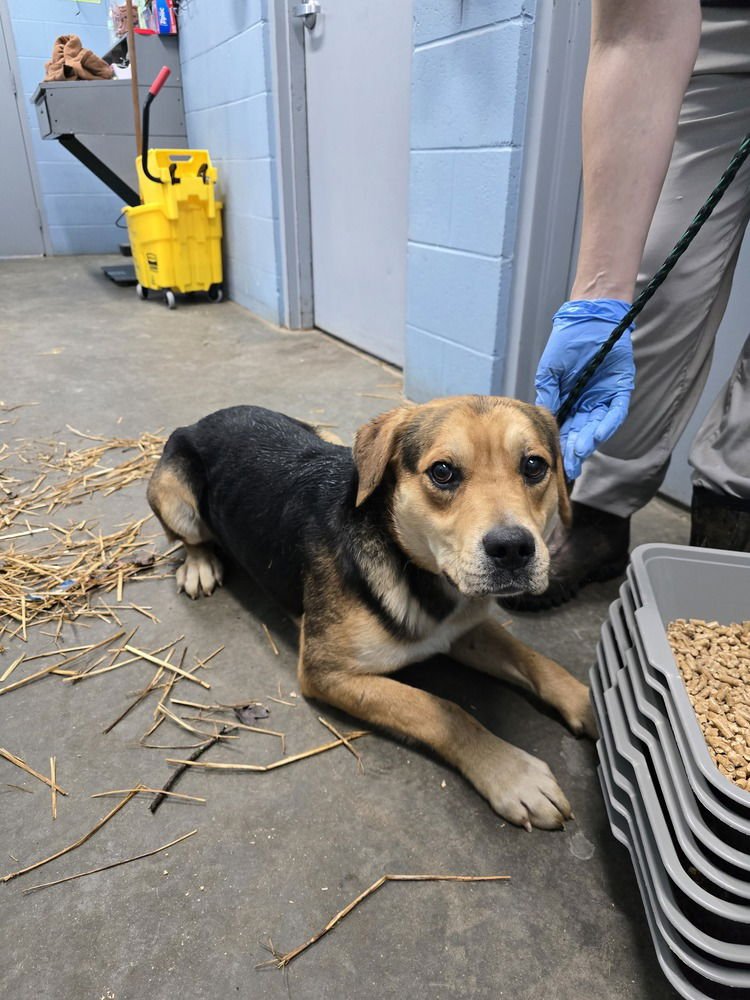 ZEPHYR - Shepherd available for adoption