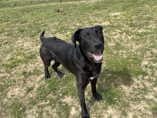 MARLO - Labrador Retriever available for adoption