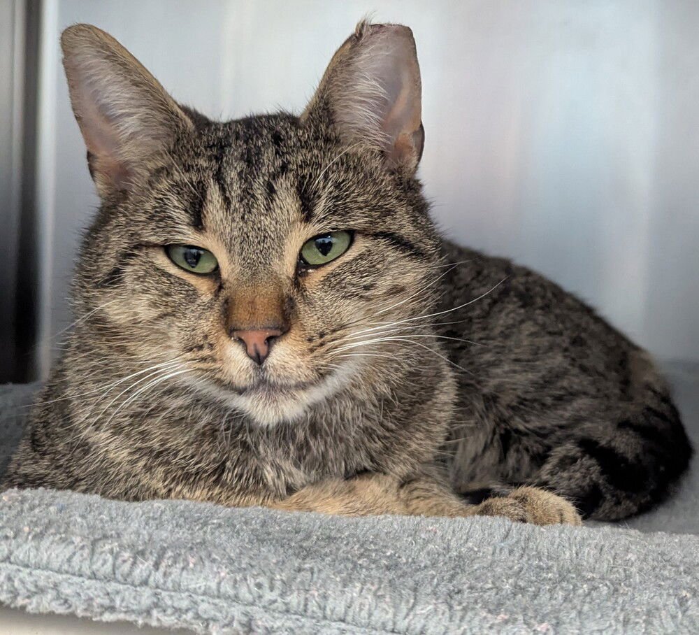 BULLWINKLE - Domestic Short Hair available for adoption