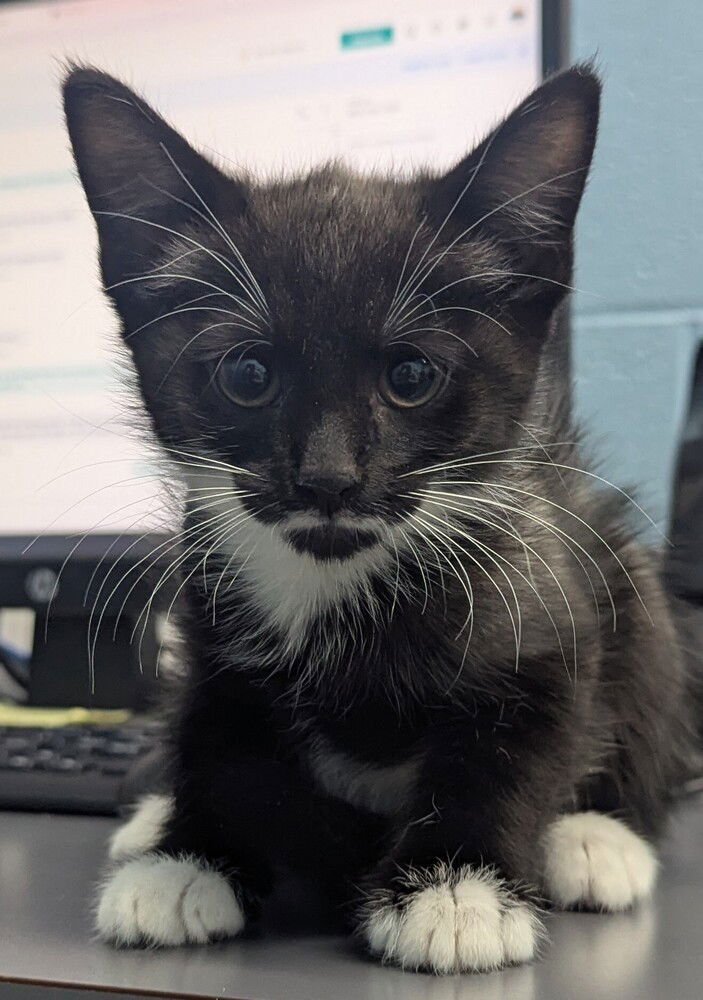 FIZZY - Domestic Short Hair available for adoption