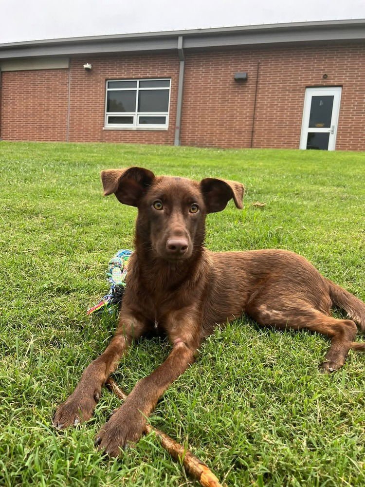 COFFEE BEAN - Shepherd available for adoption
