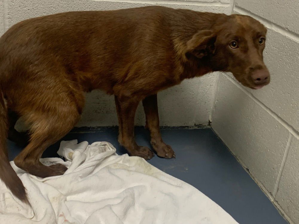 COFFEE BEAN - Shepherd available for adoption