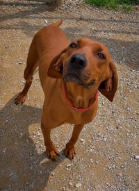 Tito - Photo 2