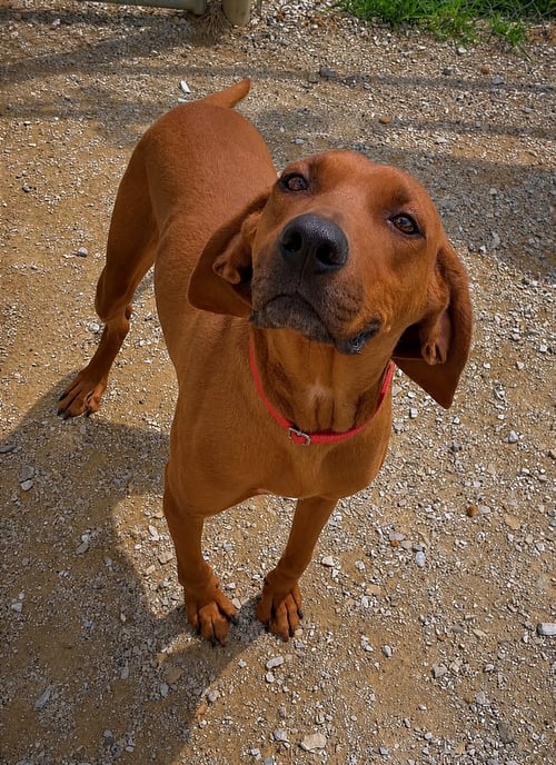 TITO - Hound available for adoption