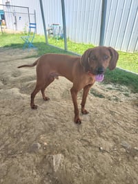 Tito - Photo 1