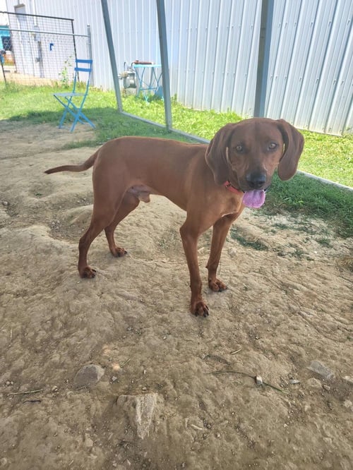 TITO - Hound available for adoption