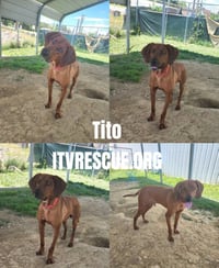 Tito - Photo 3