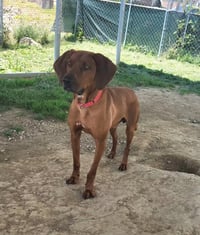 Tito - Photo 4