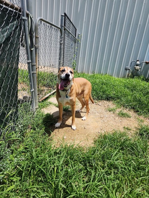 CREED - Terrier available for adoption