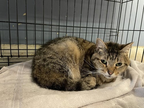 NAMI - Domestic Short Hair available for adoption