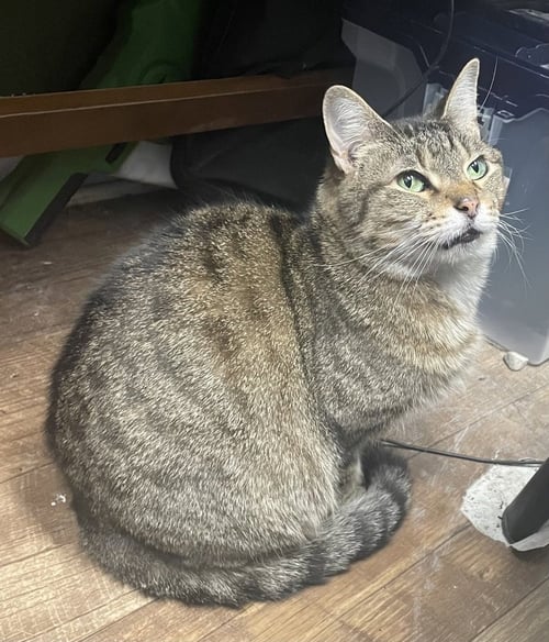 NAMI - Domestic Short Hair for adoption in Evansville