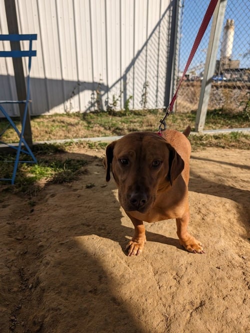 SWEET HONEY - Beagle available for adoption