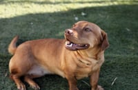 Sweet Honey - Photo 3