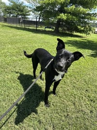 Jana (Rocket) - Photo 1