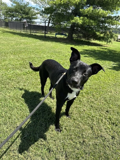 JANA (ROCKET) - Border Collie / Pit Bull Terrier available for adoption