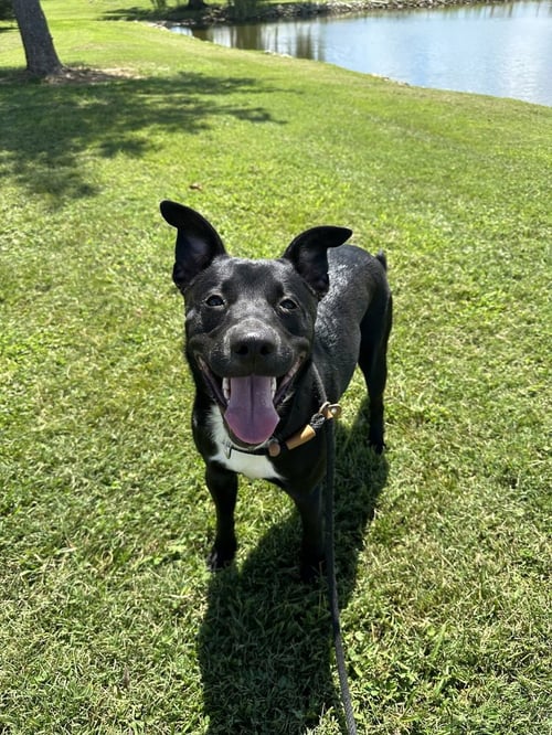 JANA (ROCKET) - Border Collie / Pit Bull Terrier available for adoption