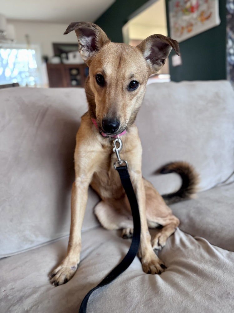 ESSIE - Shepherd available for adoption