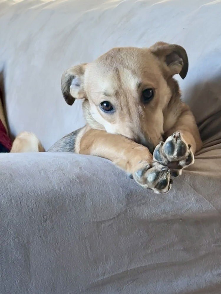 ESSIE - Shepherd available for adoption