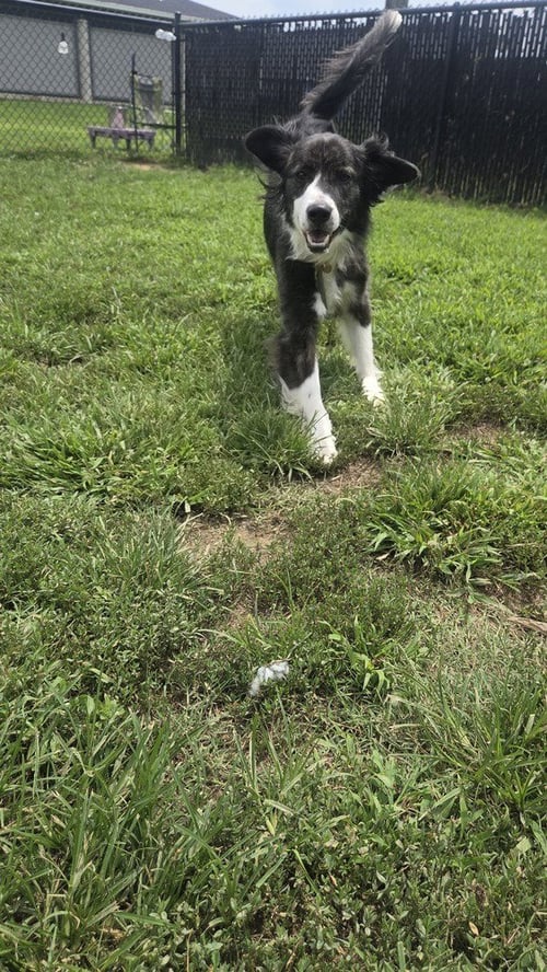 KING "CHIEF - Collie available for adoption