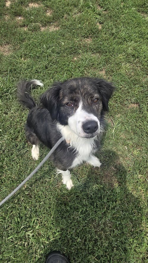 KING "CHIEF - Collie available for adoption