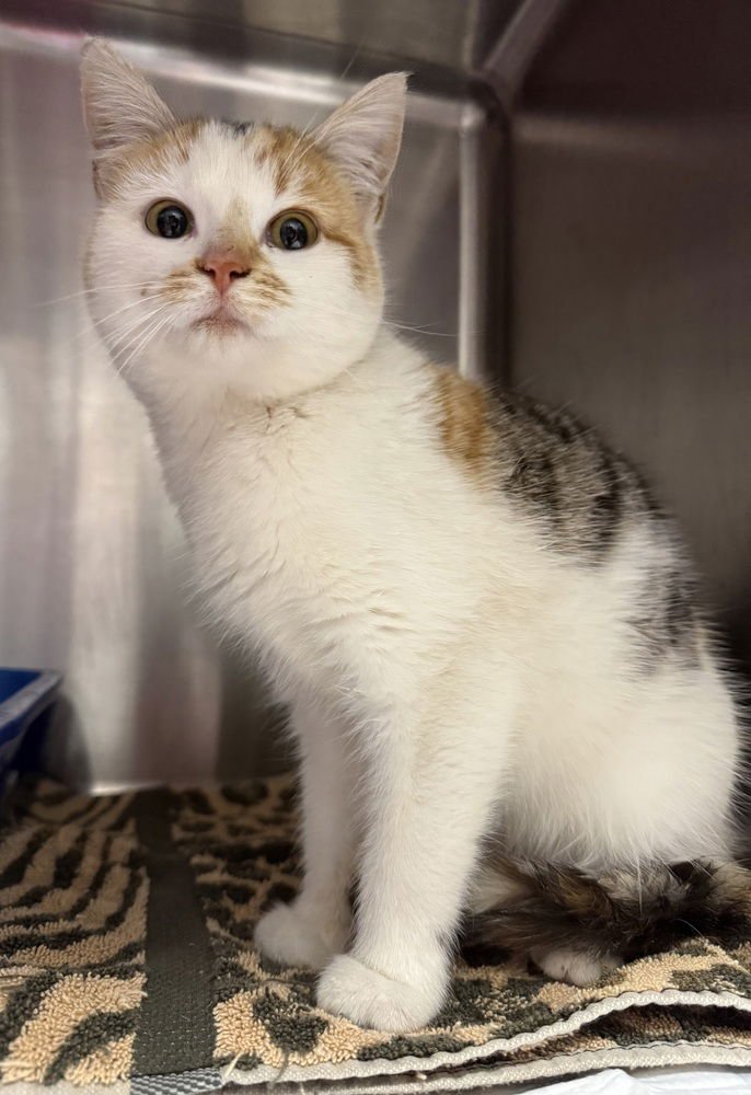 GUMDROP - Domestic Short Hair available for adoption