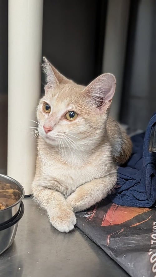 MACHU PICCHU - Domestic Short Hair available for adoption