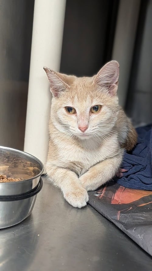MACHU PICCHU - Domestic Short Hair available for adoption