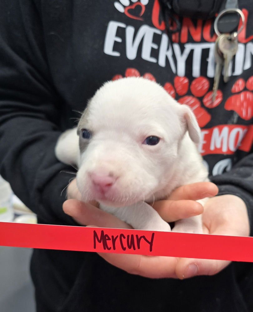MERCURY - Pit Bull Terrier available for adoption