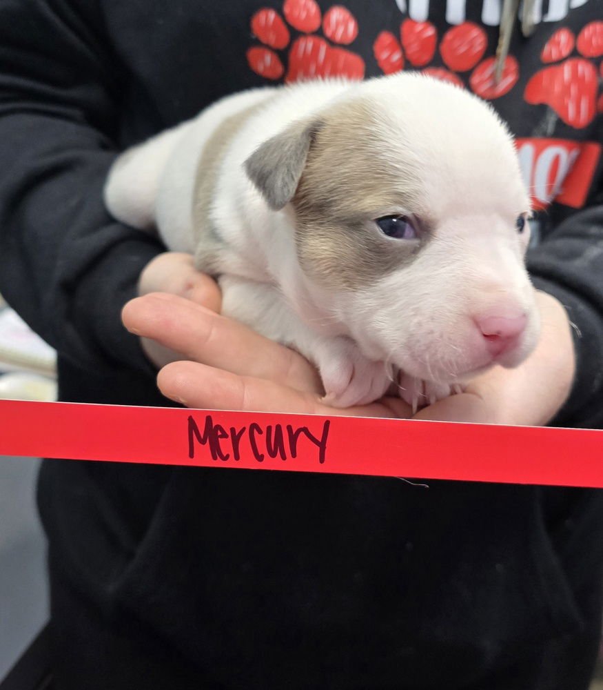 MERCURY - Pit Bull Terrier available for adoption