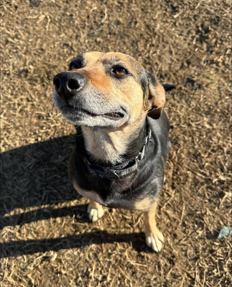 JERSEY - Shepherd / Beagle available for adoption