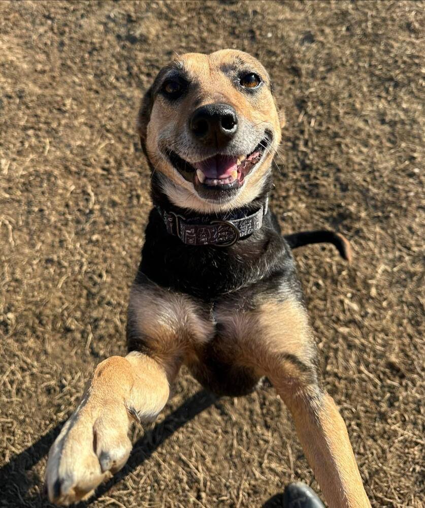 JERSEY - Shepherd / Beagle available for adoption