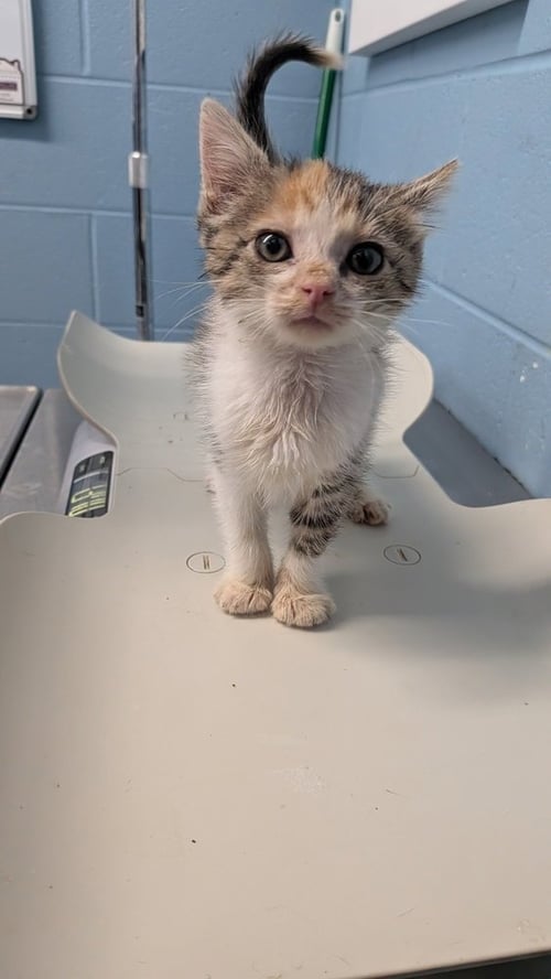 FLUX - Domestic Short Hair available for adoption
