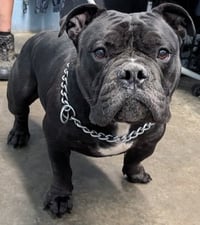 Mr. T - Photo 4
