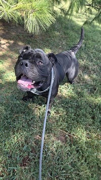 Mr. T - Photo 3