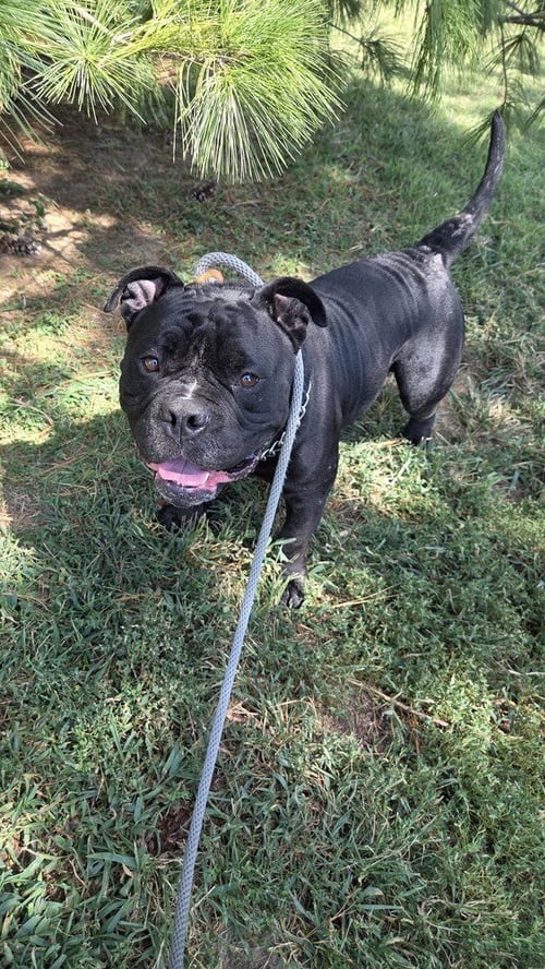 MR. T - English Bulldog / Pit Bull Terrier available for adoption