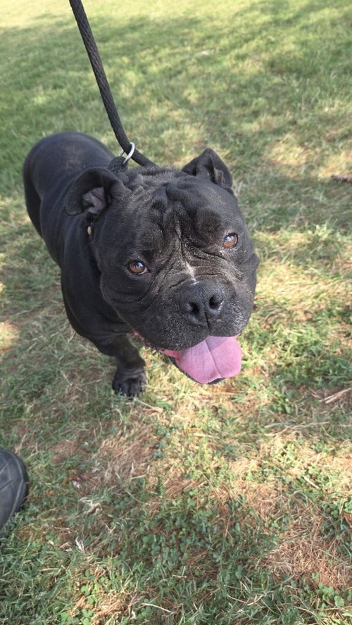 MR. T - English Bulldog / Pit Bull Terrier available for adoption