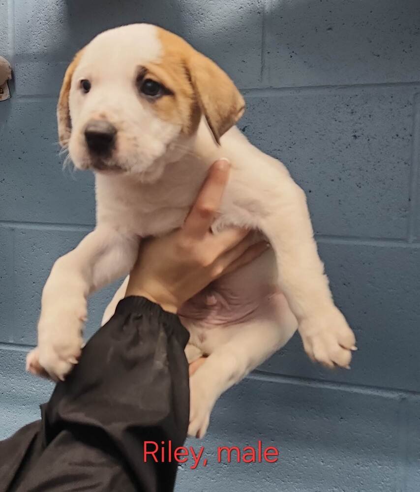 RILEY - American Pit Bull Terrier available for adoption
