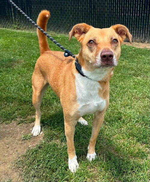 MADELINE - Pit Bull Terrier available for adoption