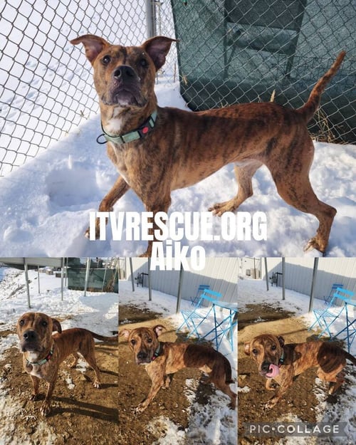 AIKO - Pit Bull Terrier available for adoption
