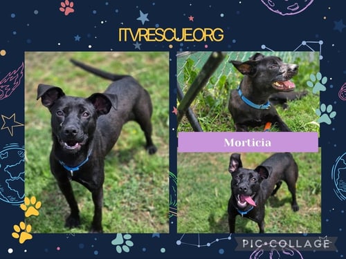 MORTICIA - Terrier available for adoption