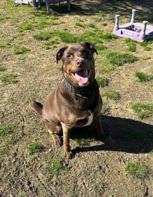 RIP C - Labrador Retriever available for adoption