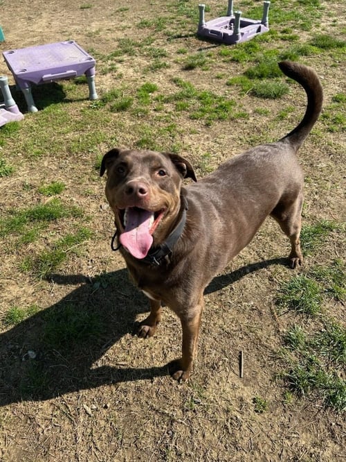 RIP C - Labrador Retriever available for adoption