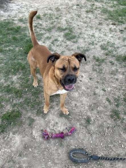 DORIAN - Shepherd / Boxer available for adoption