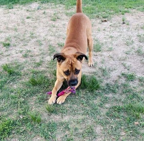 DORIAN - Shepherd / Boxer available for adoption