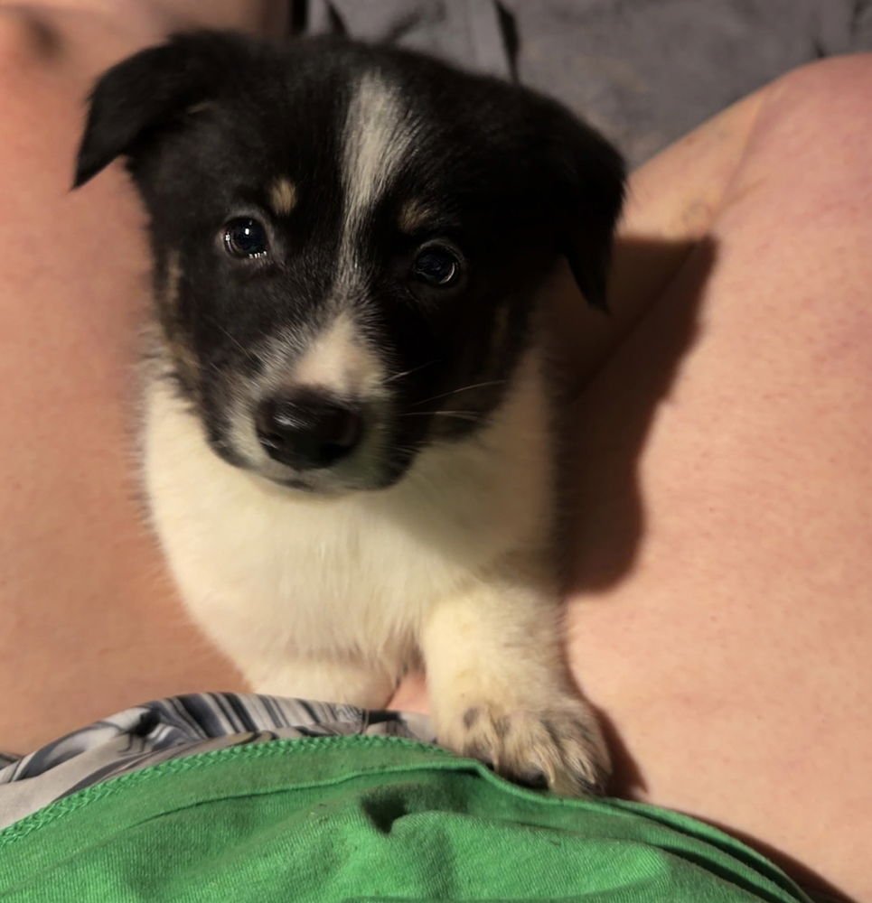 SAUL - Husky / Collie available for adoption