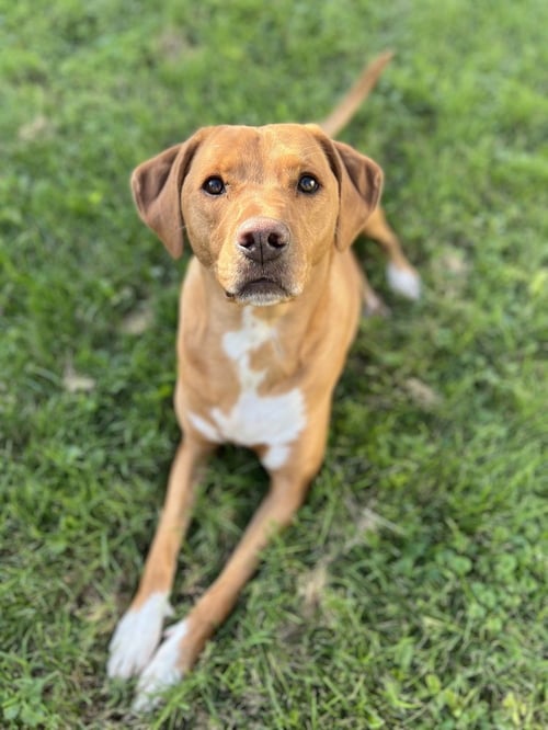 PAISLEY - Labrador Retriever / Hound available for adoption