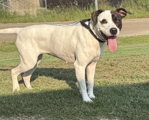 KARRI - Pit Bull Terrier available for adoption
