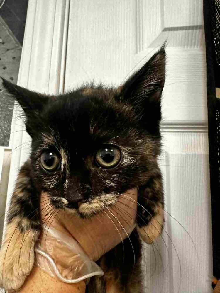 MEOWSHA - Domestic Short Hair available for adoption