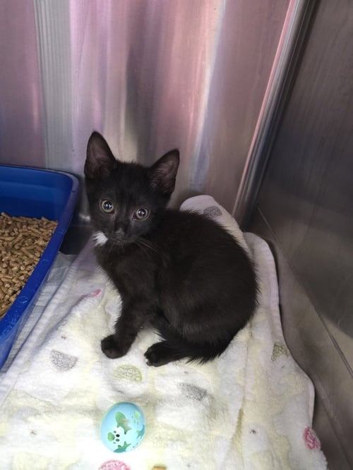 STEARNS & FOSTER - Domestic Short Hair available for adoption