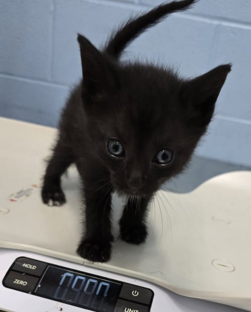 STEARNS & FOSTER - Domestic Short Hair available for adoption
